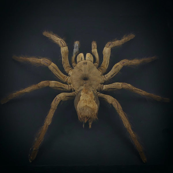 Grande mygale asiatique sous verre (détail)