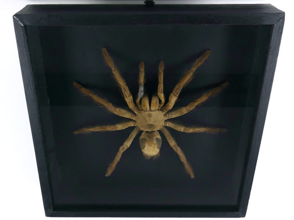 Grande mygale asiatique sous verre (dessus 3/4)