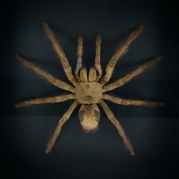 Grande mygale asiatique sous verre (détail)