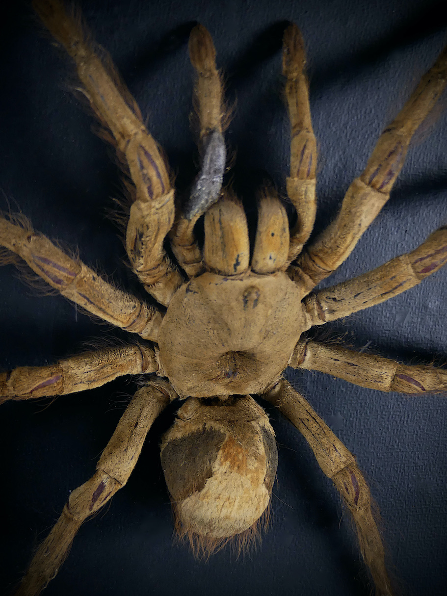 Mygale araignée du Mexique naturalisée Diam 14 cm – Brocante De La