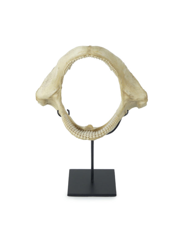 Mâchoire de requin nourrice sur socle (face)