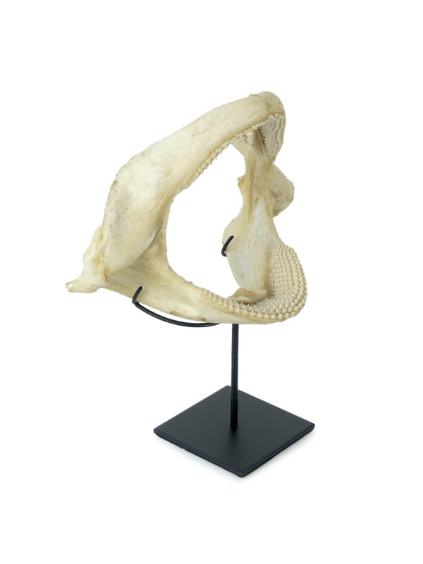 Mâchoire de requin nourrice sur socle (3/4)