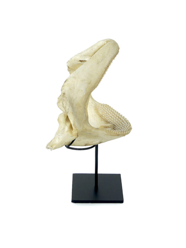 Mâchoire de requin nourrice sur socle (profil)