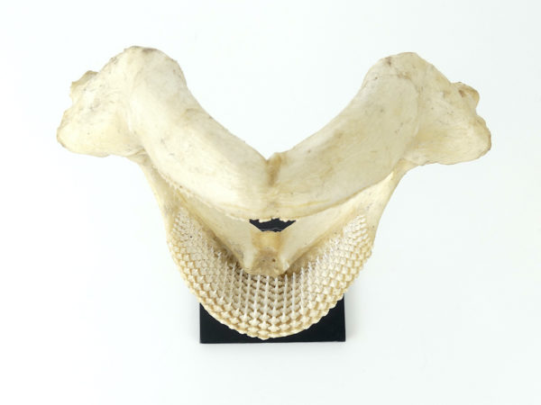 Mâchoire de requin nourrice sur socle (dessus)