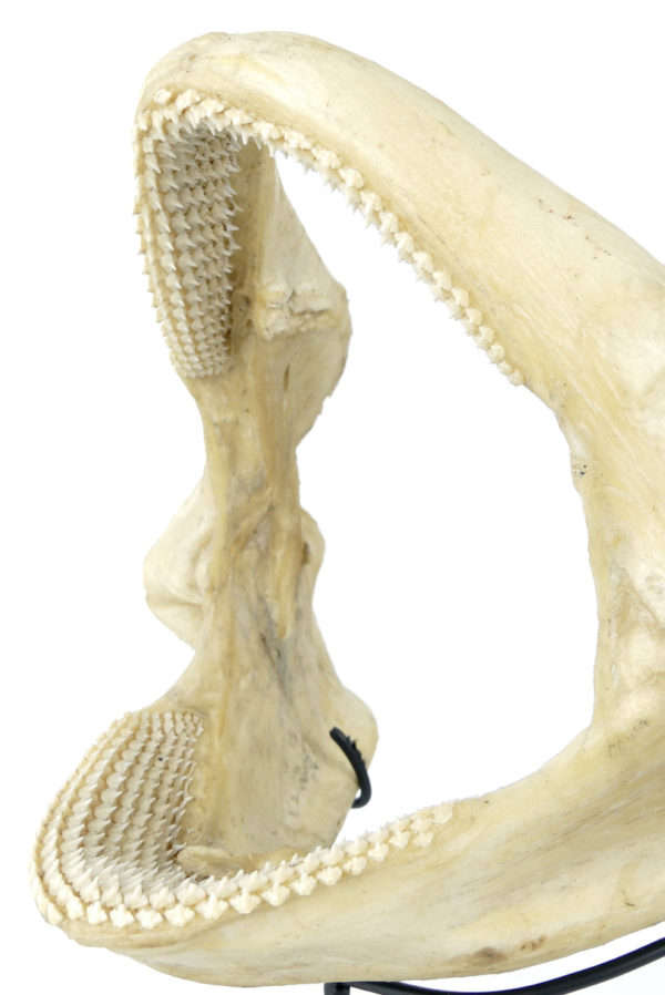Mâchoire de requin nourrice sur socle (détail 3/4)