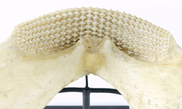Mâchoire de requin nourrice sur socle (détail)