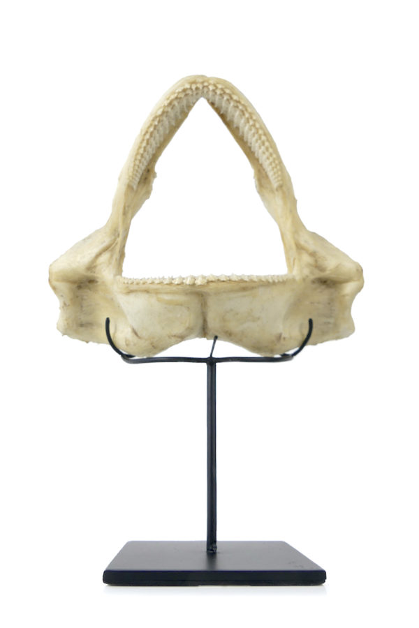 Mâchoire de requin nourrice sur socle (face)