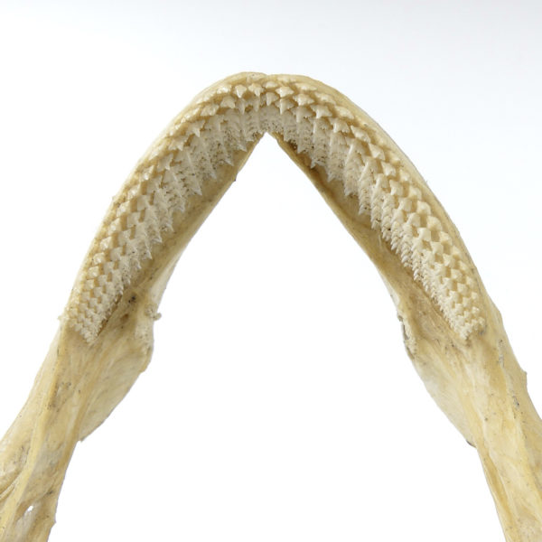 Mâchoire de requin nourrice sur socle (détail dessous)