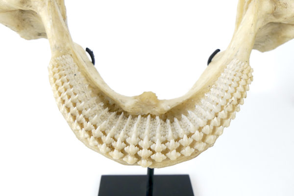 Mâchoire de requin nourrice sur socle (détail)