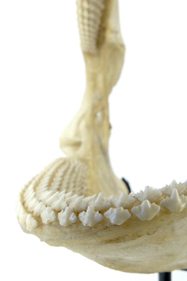 Mâchoire de requin nourrice sur socle (détail 3/4)