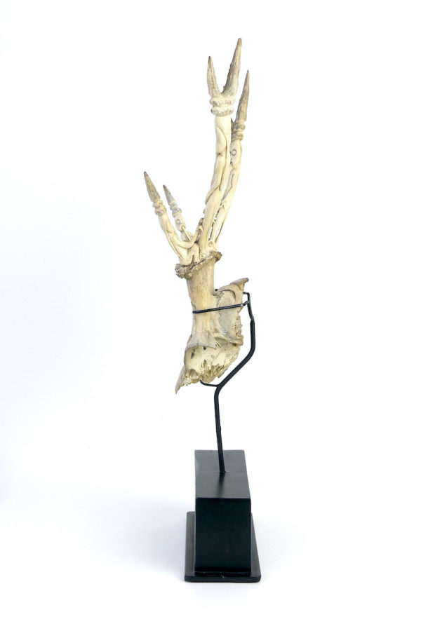 Trophée de cervidé Dayak sculpté (profil)