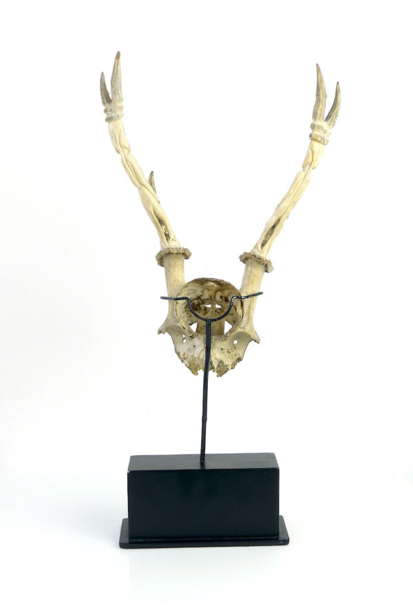 Trophée de cervidé Dayak sculpté (dos)