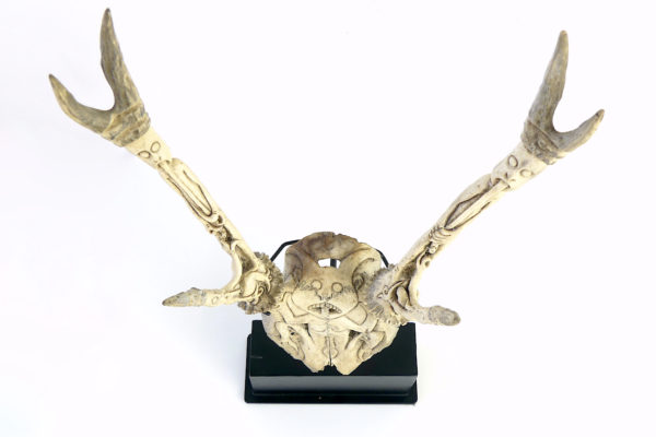 Trophée de cervidé Dayak sculpté (dessus)