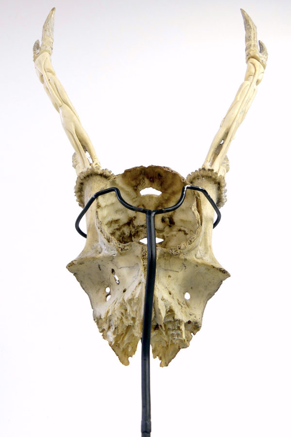 Trophée de cervidé Dayak sculpté (dessous)