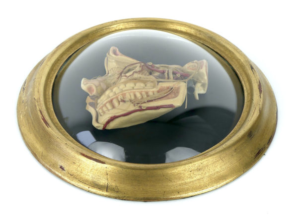 Cire anatomique céroplastie ancienne sous verre (dessous 3/4)