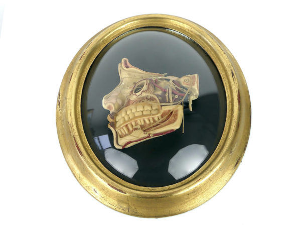 Cire anatomique céroplastie ancienne sous verre (face)