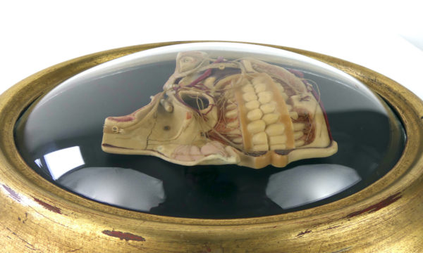 Cire anatomique céroplastie ancienne sous verre (détail profil)