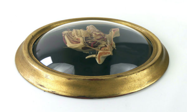 Cire anatomique céroplastie ancienne sous verre (détail profil)