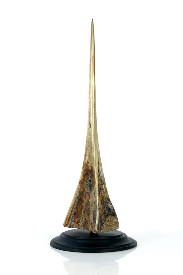 Rostre de marlin monté sur base plateau en bois (3/4)