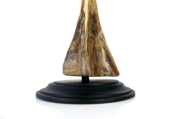 Rostre de marlin monté sur base plateau en bois (détail)