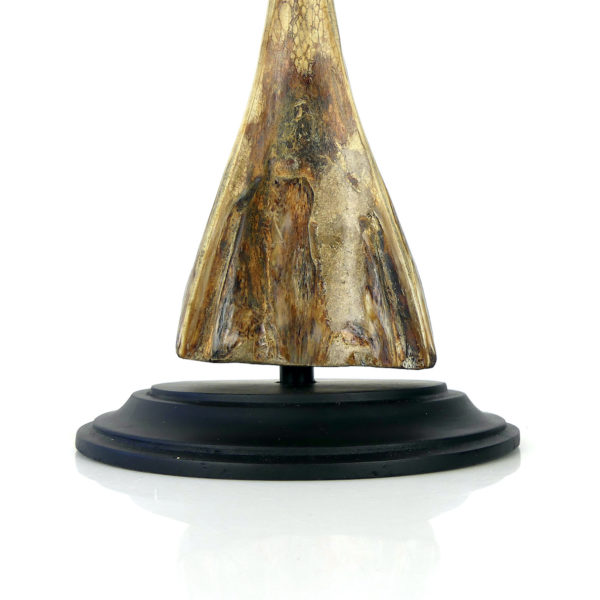 Rostre de marlin monté sur base plateau en bois (détail)