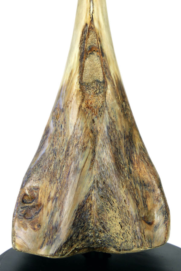 Rostre de marlin monté sur base plateau en bois (détail)