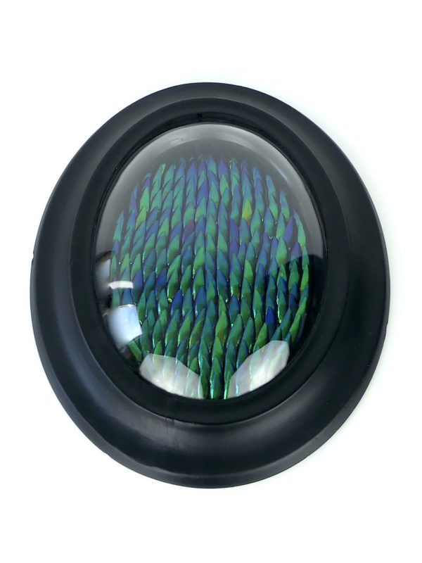Cadre oval d’élytres à verre bombé (face)
