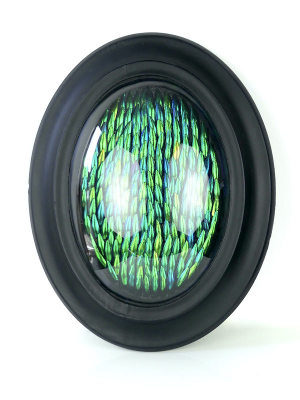 Cadre oval d’élytres à verre bombé (face)