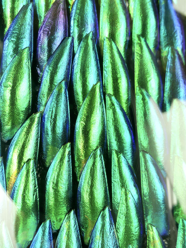 Cadre oval d’élytres à verre bombé (détail)