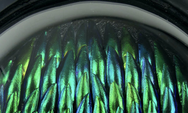 Cadre oval d’élytres à verre bombé (détail)
