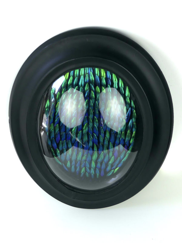 Cadre oval d’élytres à verre bombé (dessus 3/4)