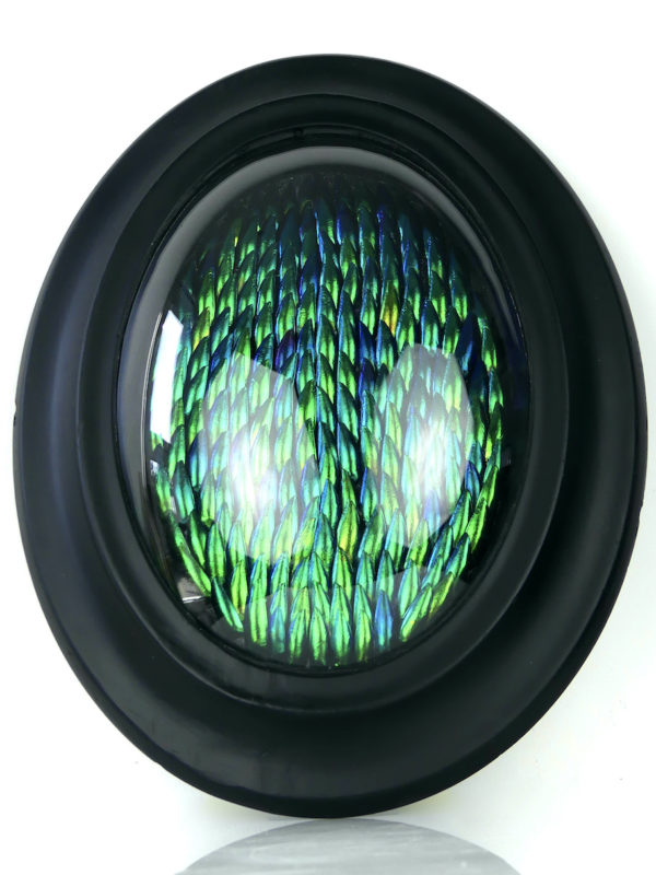 Cadre oval d’élytres à verre bombé (face)
