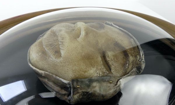 Petit visage en cire sous verre bombé (détail 3/4)