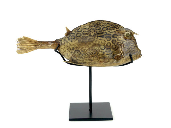 Poisson vache à longues cornes naturalisé sur pied (profil)