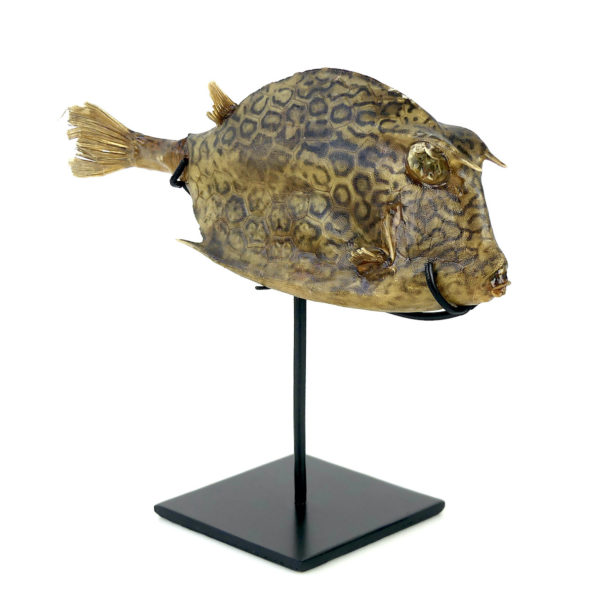 Poisson vache à longues cornes naturalisé sur pied (3/4)