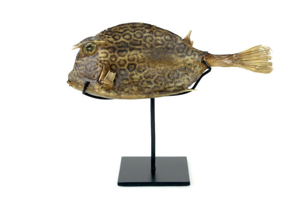 Poisson vache à longues cornes naturalisé sur pied (profil)