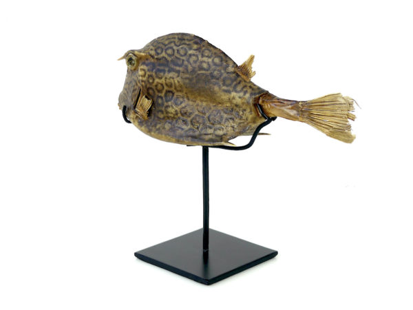 Poisson vache à longues cornes naturalisé sur pied (3/4 dos)