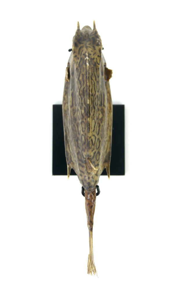 Poisson vache à longues cornes naturalisé sur pied (dessus)