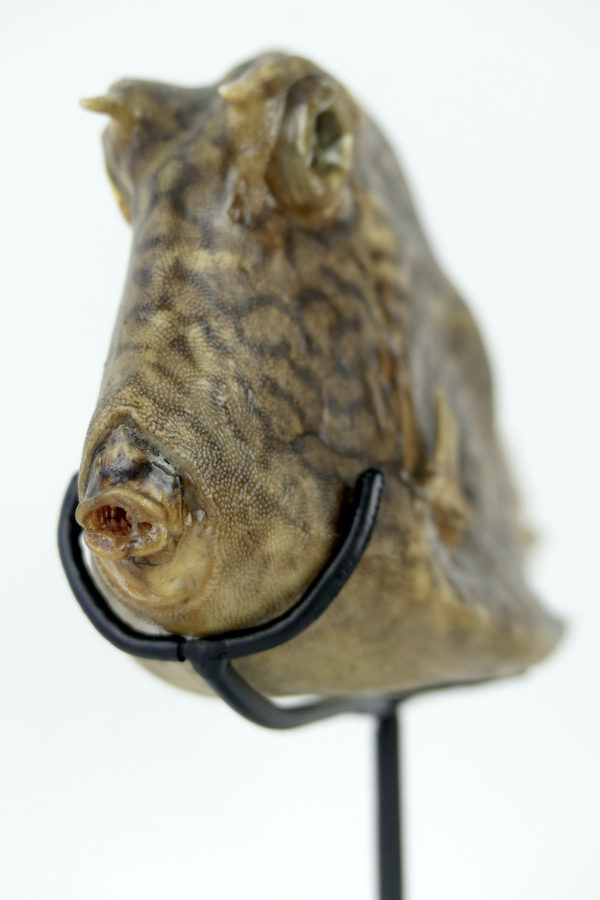 Poisson vache à longues cornes naturalisé sur pied (détail)