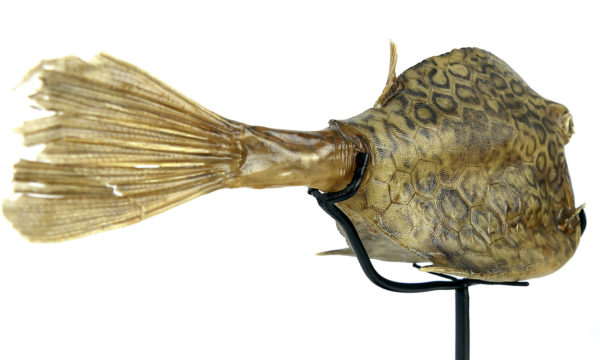 Poisson vache à longues cornes naturalisé sur pied (3/4 dos)