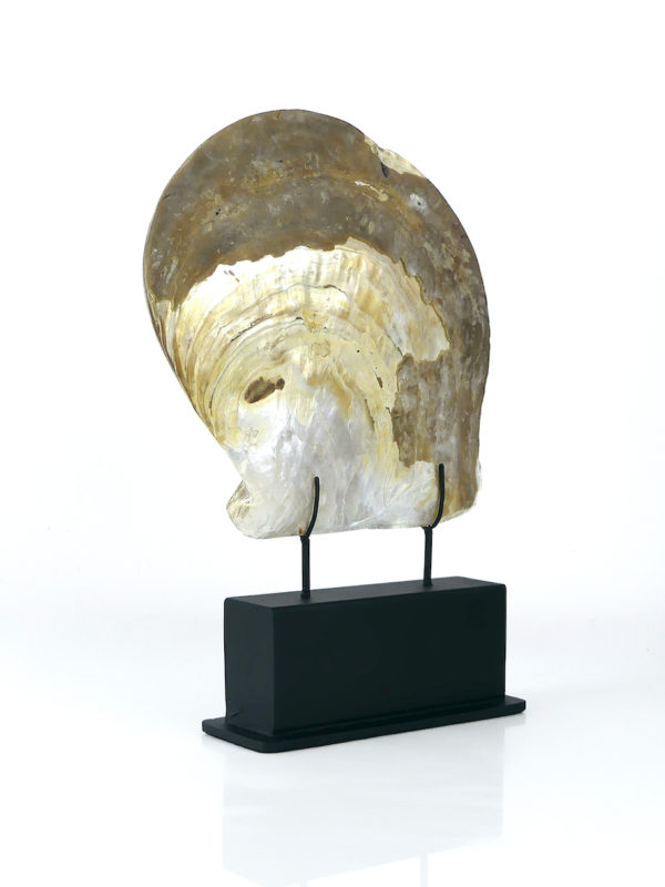 Grande coquille Skull d’huître perlière sculptée (3/4 dos)