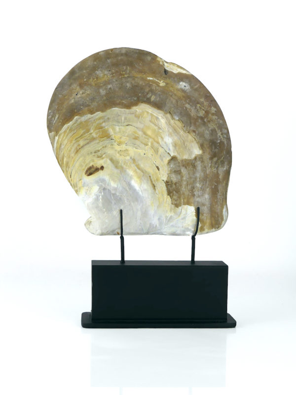 Grande coquille Skull d’huître perlière sculptée (dos)