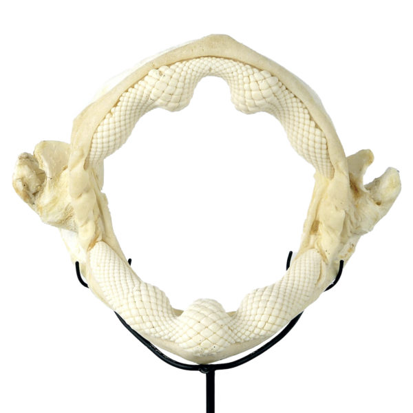 Mâchoire de requin raie sur socle (face)