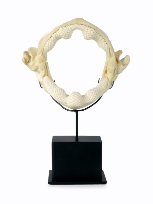 Mâchoire de requin raie sur socle (face)