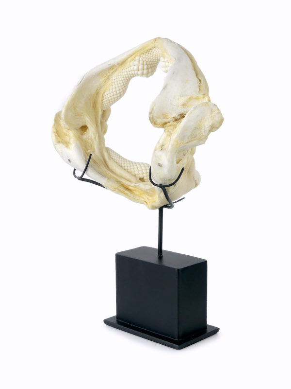 Mâchoire de requin raie sur socle (3/4 dos)