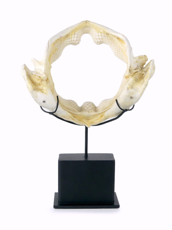 Mâchoire de requin raie sur socle (dos)