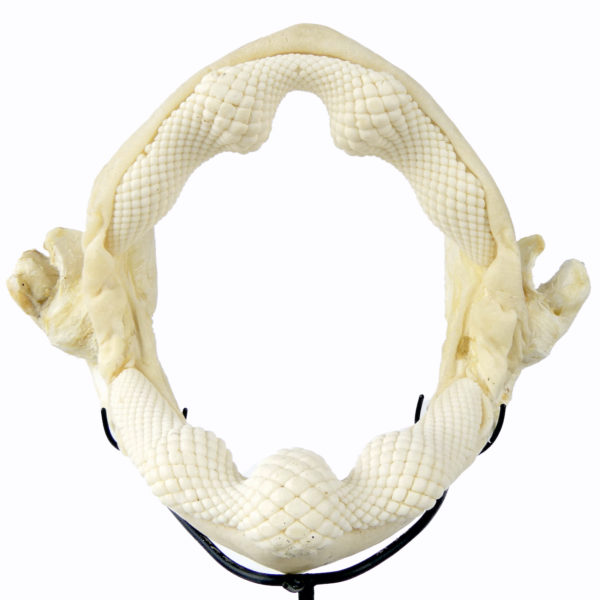 Mâchoire de requin raie sur socle (détail face)