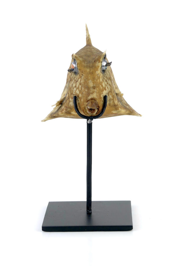 Poisson vache aux yeux de poupée sur pied (face)