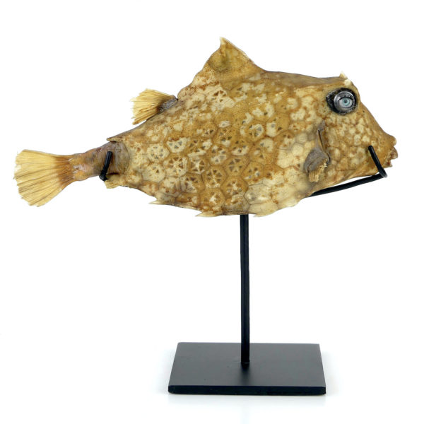 Poisson vache aux yeux de poupée sur pied (profil)