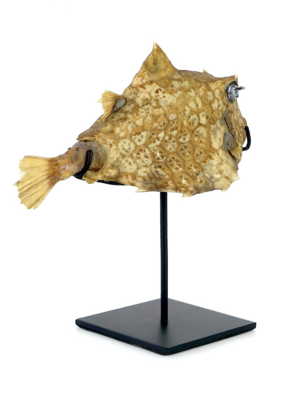 Poisson vache aux yeux de poupée sur pied (3/4 dos)